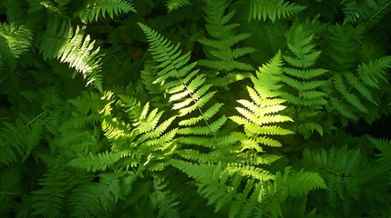 Sticker - Lush Green Ferns with Sunlit Leaves.