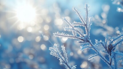 A close-up shot of a frosted twig with the sun shining in the background.