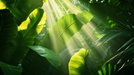 Sticker - Lush green tropical foliage with sunlight shining through.