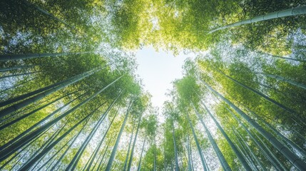 Low-angle shot of towering bamboo stalks in a dense forest, reaching skyward toward a clear, bright sky, creating a sense of awe