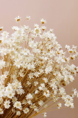 Wall Mural - Dry small daisy wild flowers bouquet on beige background . Flowers backdrop. Floral card. Aesthetic poster.