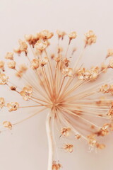 Canvas Print - Dry flower allium close up on beige background . Floral card. Botanical poster