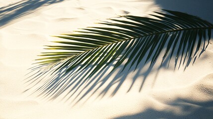 Poster - Palm Leaf Shadow on White Sand.