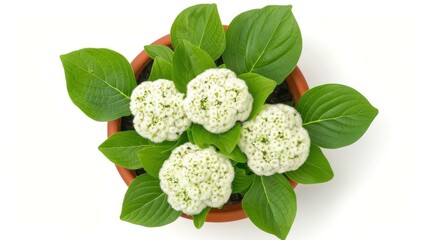 Sticker - A captivating top view of Plinia Cauliflora and Viburnum Dentatum trees, showcasing their unique shapes against a clean white backdrop.