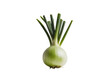 © Mdmostafijor - onion isolated on white background