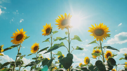 Vibrant field of sunflowers under a bright blue sky, with tall blooms reaching towards the sun