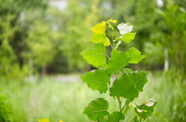 Wall Mural - Vigorously growing poplar seedlings