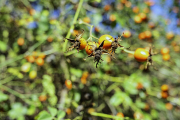 Berries on a tree