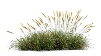 Wall Mural - An isolated bush of blooming ornamental grass on a white background, highlighting the decorative potential of natural elements in design  