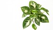 © Thanthara - A close up high resolution stock photo of an Epipremnum Pinnatum Variegated plant isolated on a pristine white background, ornamental, tropical, indoor, foliage, botanical