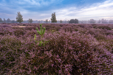 Die Göbelner Heide im Biosphärenreservat Oberlausitzer Heide- und Teichlandschaft 2