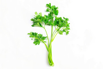 Fresh leaf of parsley on white background. Healty green food. Herb concept