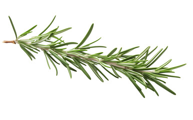close-up of fresh rosemary herb branch with green needle-like leaves isolated on white background