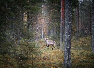 reindeer in the autumn forest in lapland, finland