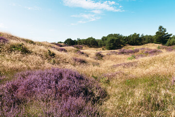 Beautiful view of grassy sand dunes and field with purple heather flowers on a sunny late summer day in Roemoe Island Denmark. (Calluna vulgaris)