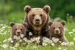 © Nataliia_Trushchenko - Three bears are laying on the grass. One of the bears is a mother bear and the other two are her cubs. Brown bear, mother with two cubs on green meadow with copy space.
