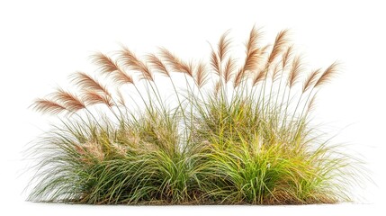 Sticker - Bush of blooming ornamental grass isolated on white background 