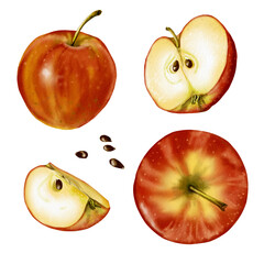 Set of fruits. Two whole apples, a half and a quarter. Apple seeds. Red fruits. Watercolor illustration.