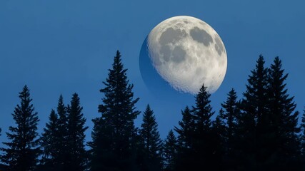 Wall Mural - Full Moon Rising Behind Pine Trees at Dusk in a Forested Landscape