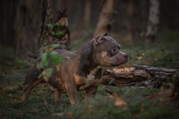 Photo shoot with a dog in the forest. Breed - American bully.