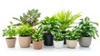 © Thanthara - Group of various indoor plants in pots isolated on a white background