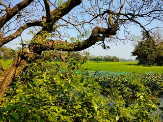 tree in the park