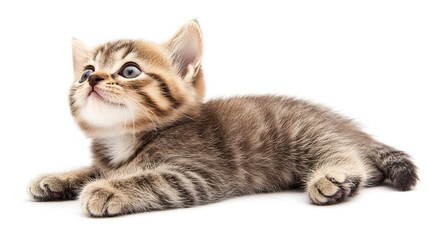 Canvas Print - Playful funny kitten looking up isolated on a white background. 