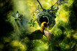 © Greatstock - A southern masked weaver building a nest