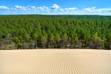 tukulan sand dune and the trees of taiga in yakutia, russia
