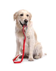 Wall Mural - Walking with dog. Cute Golden Retriever with leash on white background