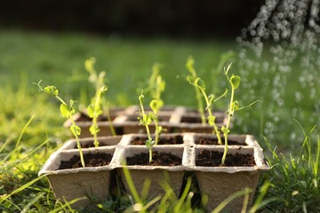 Watering potted young seedlings outdoors on sunny day, closeup