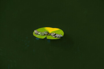 Wall Mural - Four green frogs Rana ridibunda (pelophylax ridibundus) sitting on large water lily pad in garden pond. Close-up. Natural habitat and nature concept for design