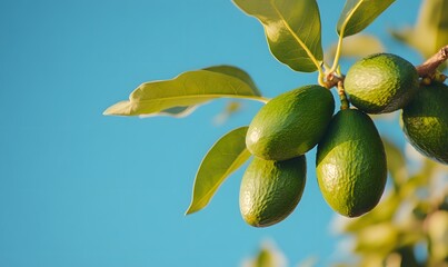 Wall Mural -  Avocado set in branch in bright blue sky, Generative AI