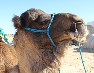 camel in the desert