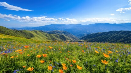 A scenic viewpoint overlooking a vast valley filled with rolling hills and a carpet of wildflowers under a bright blue sky.