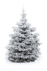 Wall Mural - spruce tree covered snow and hoarfrost on white background with space for text