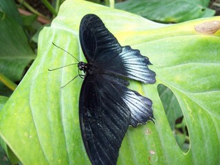 butterfly on leaf