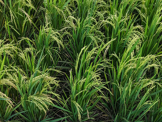  A close-up of green rice plants in a paddy field, showing the mature grains ready for harvest. The vibrant stalks and grain clusters display natural agricultural growth in an organic environment.