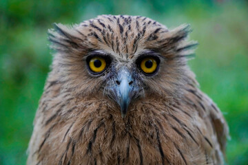 buffy fish owl (ketupa ketupu) at dawn wandering the meadow