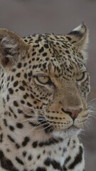 Wall Mural -  Vertical video - a female leopard listening intently