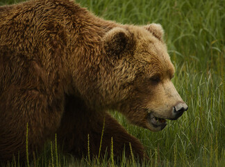 Wall Mural - Alaskan Brown Bear