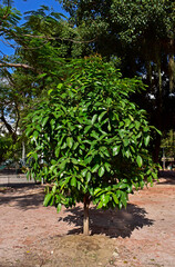 Young malay apple tree (Syzygium malaccense) on public square, Rio de Janeiro