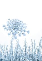 Wall Mural - flower ( heracleum sphondylium ) in winter covered of hoarfrost with frozen ice crystals in winter o