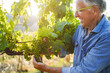 © DisobeyArt - Senior man checking organic grape for wine production inside organic vineyards - Small business and harvest concept - Focus on center fruit bunch