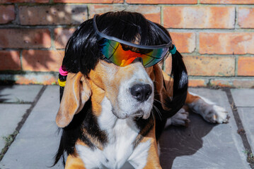 funny beagle dog relaxing in garden wearing sunglasses and wig in summer