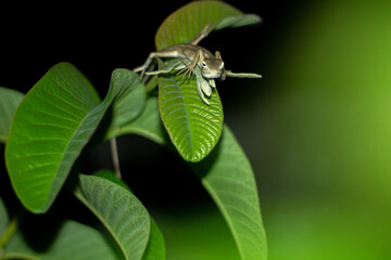 a chameleon resting on green leaf at night with dark black background with foreground. wild animals of southeast asia. animal that can camouflage on crystal guava leaf looking at camera