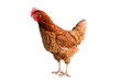 © ISENGARD - Chicken, Full body of brown chicken hen standing isolated transparent background, Laying hens farmers concept. PNG File