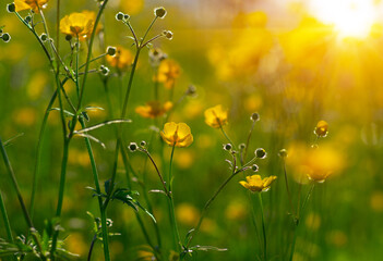 Wall Mural - spring yellow flowers on a field