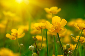 Wall Mural - spring yellow flowers on a field