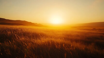 Wall Mural - golden sunset over a grassy field with hills in the distance.